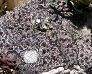 Rhizocarpon richardii